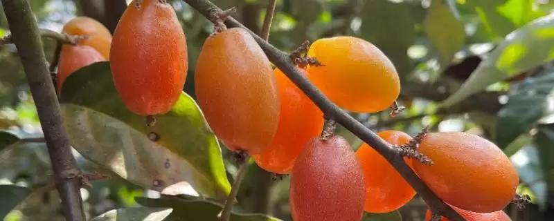 了解羊奶果生长环境的方法和重点?了解羊奶果生长环境要做好哪些细节?-会东网