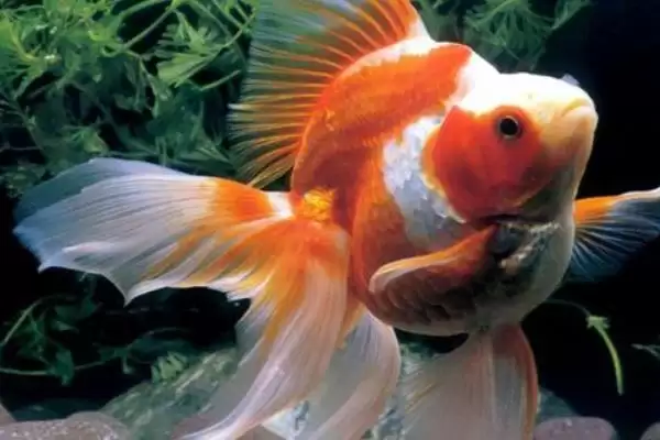 鱼是白天睡觉还是晚上睡觉?鱼睡眠习性与养鱼重点细节?插图1 鱼是白天睡觉还是晚上睡觉?鱼睡眠习性与养鱼重点细节?插图1