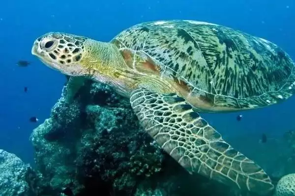 什么海龟体型比较大？了解大体型海龟种类要知晓哪些物种信息？插图3