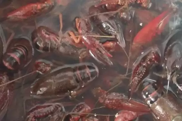 小龙虾养殖的方法和要点？养殖小龙虾要掌握哪些关键技术步骤？插图1