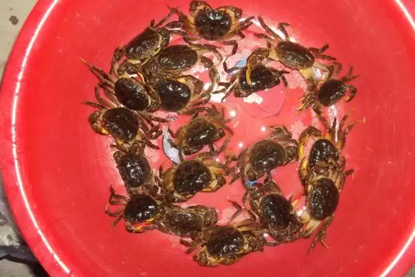 山螃蟹有没有寄生虫?判断山螃蟹有无寄生虫要了解哪些生物特性?插图4 山螃蟹有没有寄生虫?判断山螃蟹有无寄生虫要了解哪些生物特性?插图4