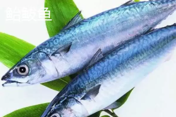 图片[2]-鲐鲅鱼和鲅鱼一样吗？鲐鲅鱼与鲅鱼辨别与养鱼关键细节？-会东网