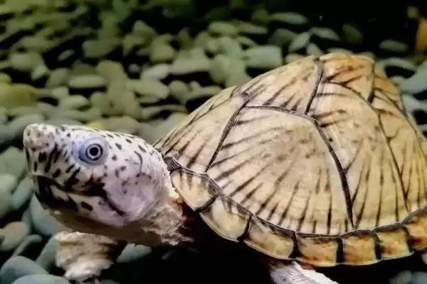 深水蛋龟的品种?认识深水蛋龟品种要了解哪些关键的品种信息?插图1 深水蛋龟的品种?认识深水蛋龟品种要了解哪些关键的品种信息?插图1