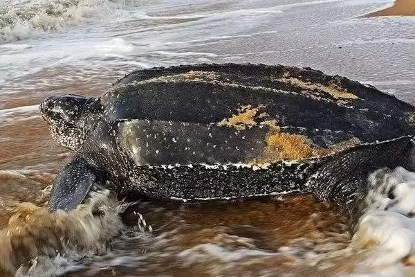 什么海龟体型比较大？了解大体型海龟种类要知晓哪些物种信息？插图1