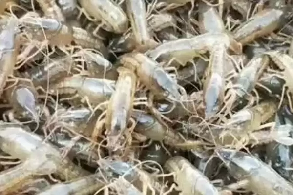 农村最适合养殖的项目探索:投资前做好市场调查的重要性插图6 农村最适合养殖的项目探索:投资前做好市场调查的重要性插图6