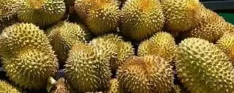 榴莲的防氧化保存方法 ,榴莲放冰箱冷冻有何好处呢?-会东网