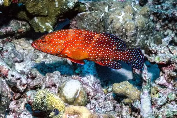 石斑鱼好吃吗?石斑鱼口感认知与养鱼关键细节?插图4 石斑鱼好吃吗?石斑鱼口感认知与养鱼关键细节?插图4