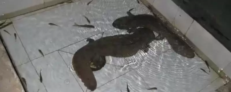 娃娃鱼对水质的要求是什么?娃娃鱼水质要求与养鱼关键细节?-会东网