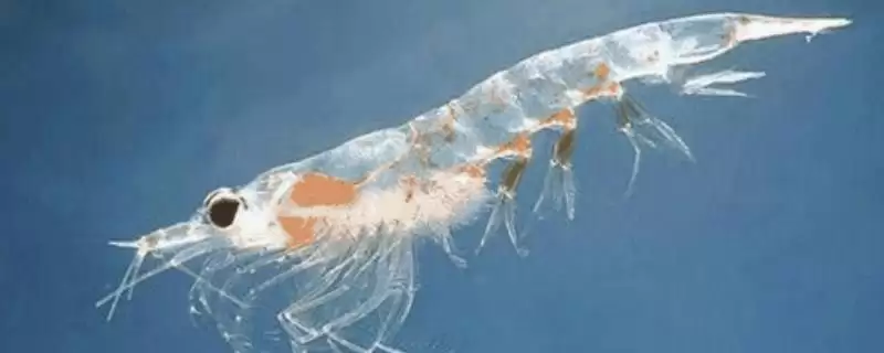 为什么磷虾不能吃?磷虾食用禁忌知识与养鱼关键细节?-会东网