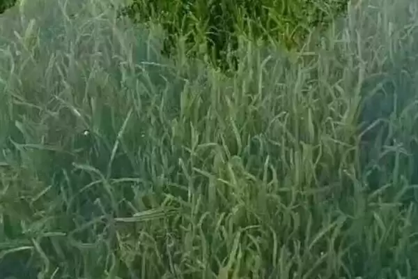 如何挑选苦草种子？挑选苦草种子要遵循哪些科学的挑选标准？插图2