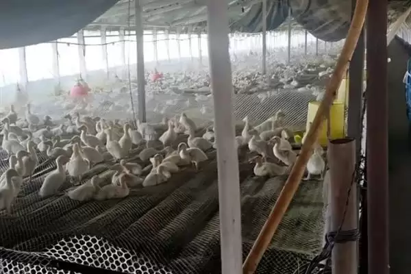 图片[6]-解决鸭子拉稀水便问题的方法和重点？解决鸭子拉稀水便问题要做好哪些细节？-会东网