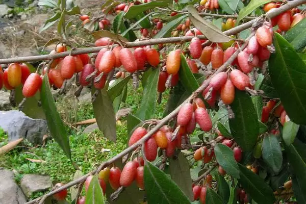 了解羊奶子的方法和重点?了解羊奶子要做好哪些细节?插图2 了解羊奶子的方法和重点?了解羊奶子要做好哪些细节?插图2