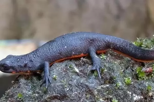 蝾螈怎么养？养殖蝾螈要遵循哪些科学的饲养方法？插图4