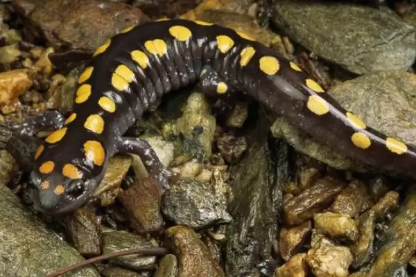 蝾螈吃什么东西？喂养蝾螈要选择哪些合适的食物种类？插图4