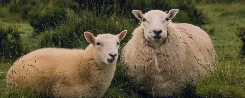 了解羊春季打疫苗的方法和重点?了解羊春季打疫苗要做好哪些细节?-会东网