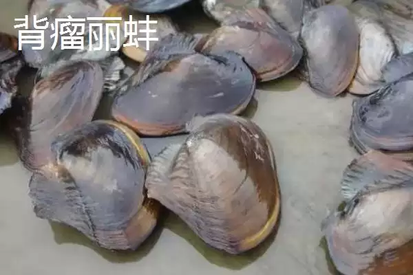 图片[6]-圆顶珠蚌产地在哪？圆顶珠蚌产地知识与养鱼要点？-会东网