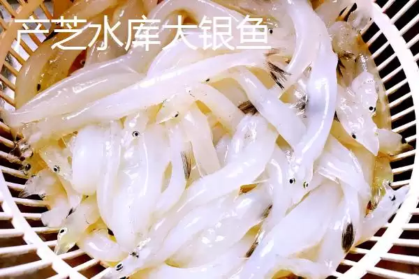 图片[4]-山东莱西的特产有哪些？特产知识与养鱼方法要点？-会东网