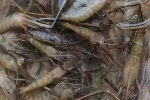 了解用自来水养河虾存活时间的方法和重点?了解用自来水养河虾存活时间要做好哪些细节?插图3 了解用自来水养河虾存活时间的方法和重点?了解用自来水养河虾存活时间要做好哪些细节?插图3