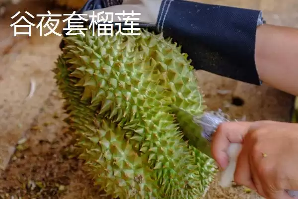 图片[6]-榴莲的防氧化保存方法 ,榴莲放冰箱冷冻有何好处呢？-会东网