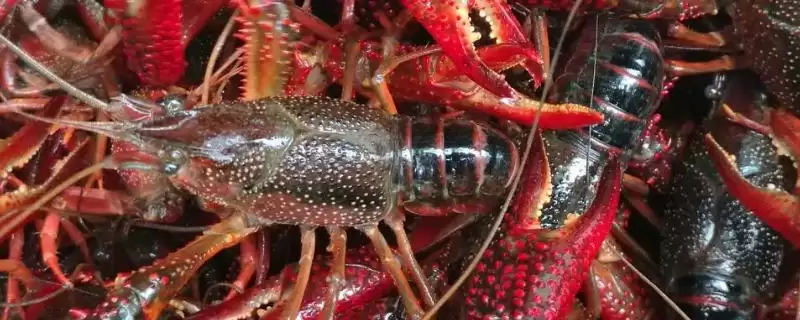 三月份就有小龙虾了吗？判断三月份有无小龙虾要考虑哪些因素？-会东网