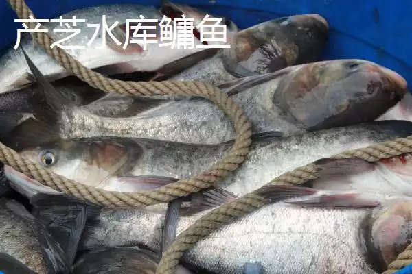 图片[6]-山东莱西的特产有哪些？特产知识与养鱼方法要点？-会东网