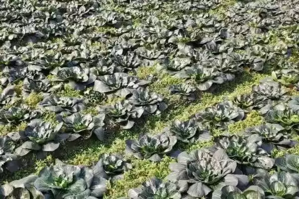 图片[3]-塌菜的收获时间？了解塌菜收获时间要关注哪些生长周期和气候影响要点？-会东网