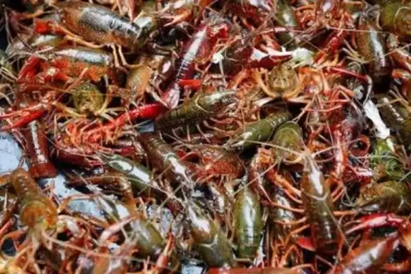 小龙虾产地的分布和要点？了解小龙虾产地需关注哪些关键信息？插图2