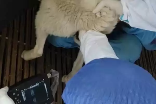 了解羊一年繁殖次数的方法和重点?了解羊一年繁殖次数要做好哪些细节?插图8 了解羊一年繁殖次数的方法和重点?了解羊一年繁殖次数要做好哪些细节?插图8