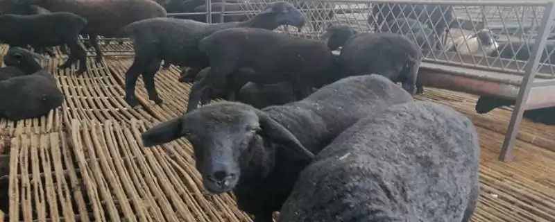 乌骨羊的价格?了解乌骨羊价格要分析哪些市场供需和品种品质影响因素?-会东网