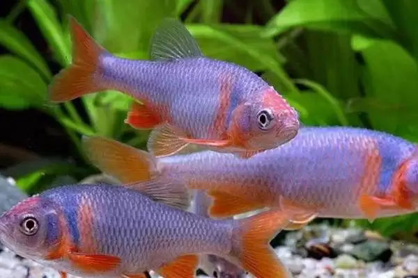 选择清理鱼缸粪便生物的方法和重点?选择清理鱼缸粪便生物要做好哪些细节?插图4 选择清理鱼缸粪便生物的方法和重点?选择清理鱼缸粪便生物要做好哪些细节?插图4