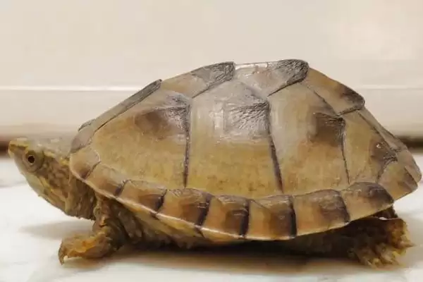 什么是古巴彩龟？了解古巴彩龟要知晓哪些关键的生物特性和分布？插图3