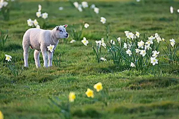 小羊养殖的注意事项和要点?养殖小羊需关注哪些关键问题?插图2 小羊养殖的注意事项和要点?养殖小羊需关注哪些关键问题?插图2