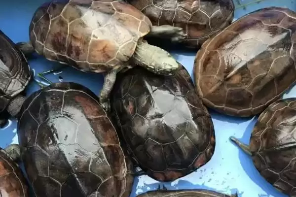 新买草龟1个月没开食是否正常的要点和判断?判断草龟开食情况需注意什么?插图2 新买草龟1个月没开食是否正常的要点和判断?判断草龟开食情况需注意什么?插图2