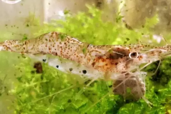 虾的品种的种类和要点？了解虾的品种需关注哪些关键内容？插图4