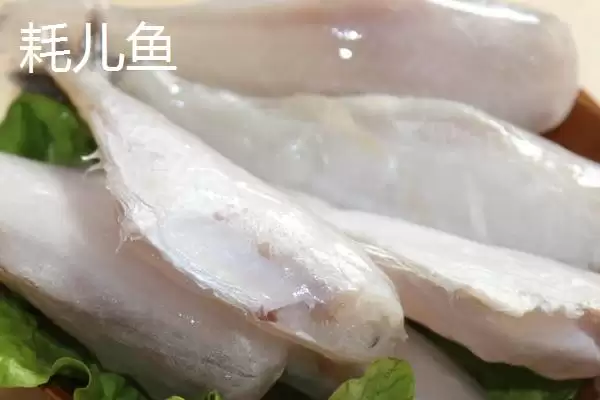 只有一根主刺的鱼是什么?鱼类特征知识与养鱼重点细节?插图1 只有一根主刺的鱼是什么?鱼类特征知识与养鱼重点细节?插图1