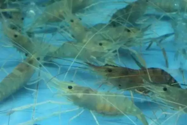 养殖野生河虾的方法和重点?养殖野生河虾要做好哪些细节?插图1 养殖野生河虾的方法和重点?养殖野生河虾要做好哪些细节?插图1