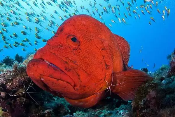 石斑鱼好吃吗?石斑鱼口感认知与养鱼关键细节?插图7 石斑鱼好吃吗?石斑鱼口感认知与养鱼关键细节?插图7