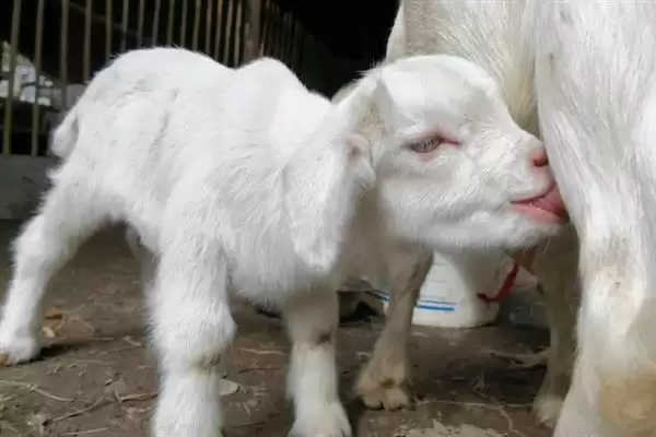 小羊养殖的注意事项和要点?养殖小羊需关注哪些关键问题?插图5 小羊养殖的注意事项和要点?养殖小羊需关注哪些关键问题?插图5