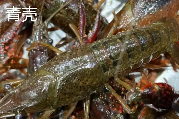 青红虾的产地溯源：美国中南部和墨西哥东北部的原产优势插图3