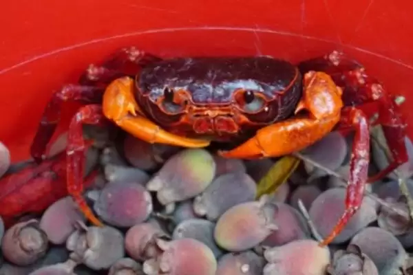 山螃蟹有没有寄生虫?判断山螃蟹有无寄生虫要了解哪些生物特性?插图5 山螃蟹有没有寄生虫?判断山螃蟹有无寄生虫要了解哪些生物特性?插图5