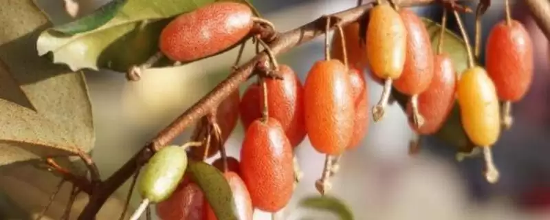 认识羊奶子的方法和重点?认识羊奶子要做好哪些细节?-会东网