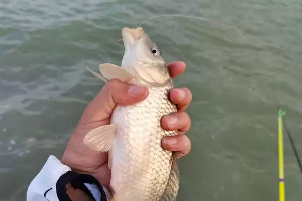 图片[3]-夏天钓鲤鱼用什么漂？夏季钓鲤浮漂选择与养鱼关键细节探讨？-会东网