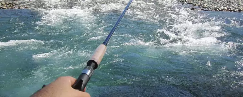 战斗竿品牌推荐有哪些?战斗竿品牌知识与养鱼方法要点?插图 战斗竿品牌推荐有哪些?战斗竿品牌知识与养鱼方法要点?插图