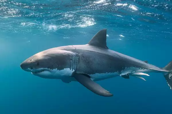 鲨鱼会不会游到浅水区?鲨鱼习性知识与养鱼关键细节?插图3 鲨鱼会不会游到浅水区?鲨鱼习性知识与养鱼关键细节?插图3