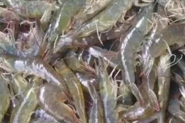 养殖野生河虾的方法和重点?养殖野生河虾要做好哪些细节?插图2 养殖野生河虾的方法和重点?养殖野生河虾要做好哪些细节?插图2