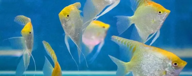 小燕鱼的养殖方法是什么?小燕鱼养殖方法与养鱼重点细节说明?-会东网