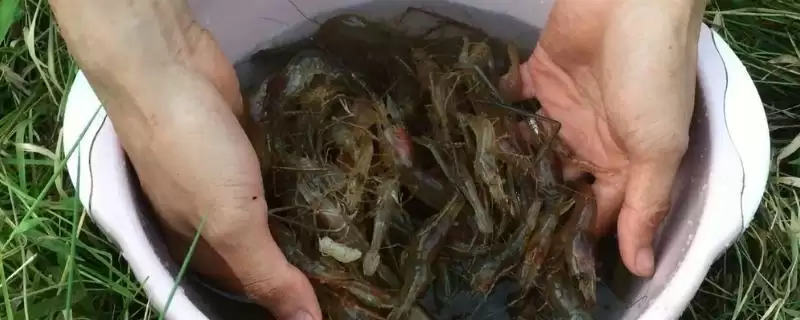 养殖野生河虾的方法和重点?养殖野生河虾要做好哪些细节?-会东网