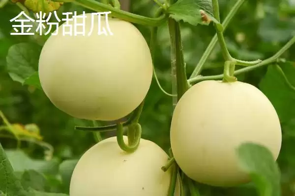 图片[6]-南方甜瓜种植品种优选：香妃、橙露、羊角蜜的种植指南-会东网