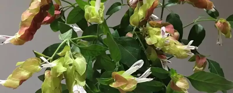 虾衣花养护的方法和要点？养护虾衣花要掌握哪些关键步骤？-会东网