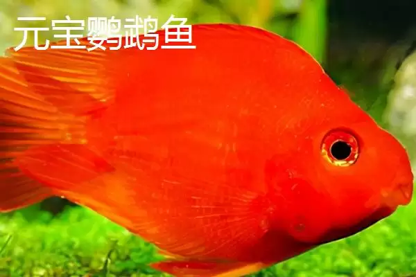 图片[6]-什么是发财鱼？发财鱼知识科普与养鱼方法要点？-会东网